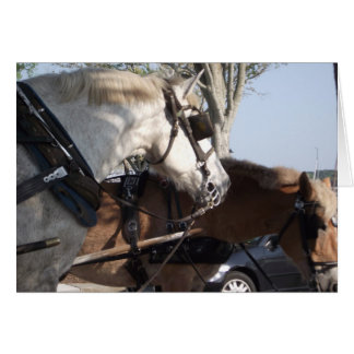 Paarden in Harness