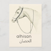 Paarden in het Arabisch - illustratie Briefkaart (Voorkant)