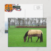 Paarden in het Briefkaart Meadow (Voorkant / Achterkant)
