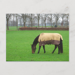 Paarden in het Briefkaart Meadow