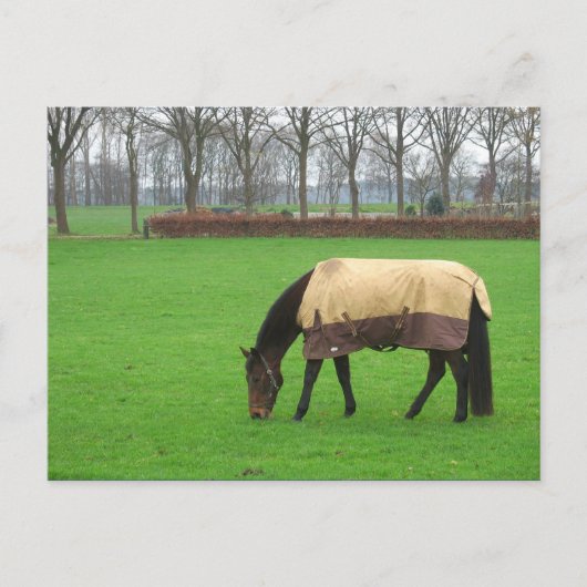 Paarden in het Briefkaart Meadow (Voorkant)
