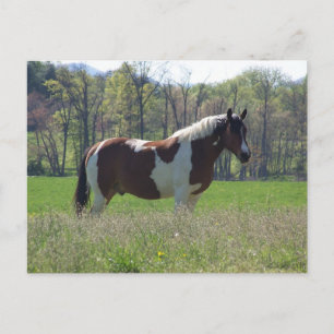 Paarden in het Briefkaart van wilde bloemen