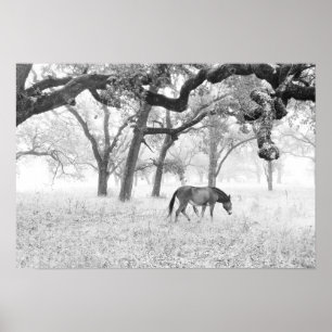Paarden in het broze gebied van de eiken poster
