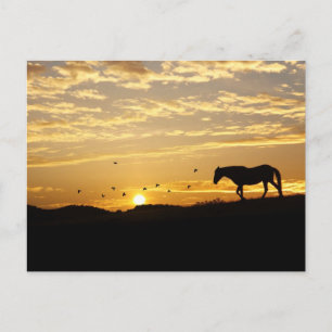 Paarden in het Sunset Briefkaart