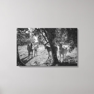 Paarden in het veld canvas afdruk