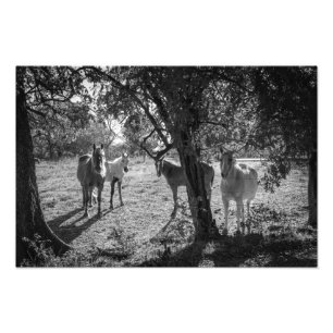 Paarden in het veld foto afdruk