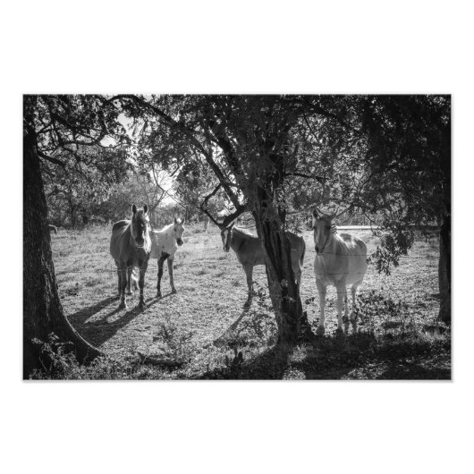 Paarden in het veld foto afdruk (Voorkant)