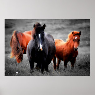 Paarden in het veld Gedeeltelijke kleurenfotografi Poster