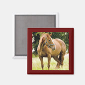 Paarden (in het veld) Magnet Magneet (Voorkant / Achterkant)
