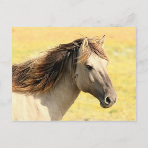 Paarden in het wild briefkaart