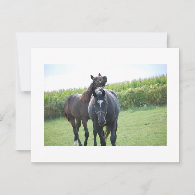 Paarden in liefde (Voorkant)