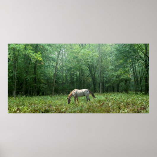 Paarden in Meadow Poster (Voorkant)