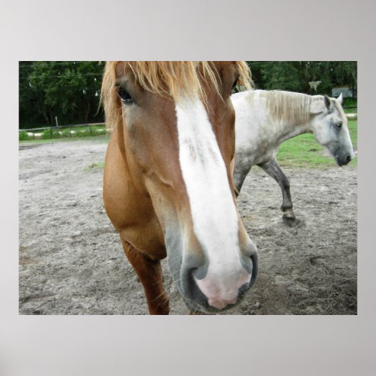 Paarden in Ocala, Florida Art Poster (Voorkant)