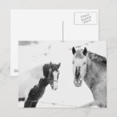 Paarden in sneeuw briefkaart (Voorkant / Achterkant)