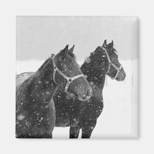 Paarden in Snowfall Magneet (Voorkant)