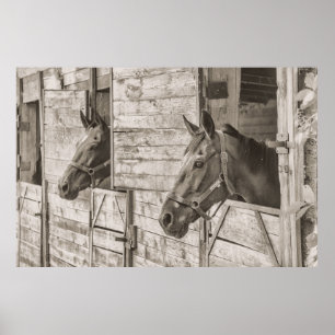 Paarden in stabiel Poster