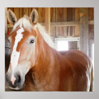 Paarden in Stall 2 Poster