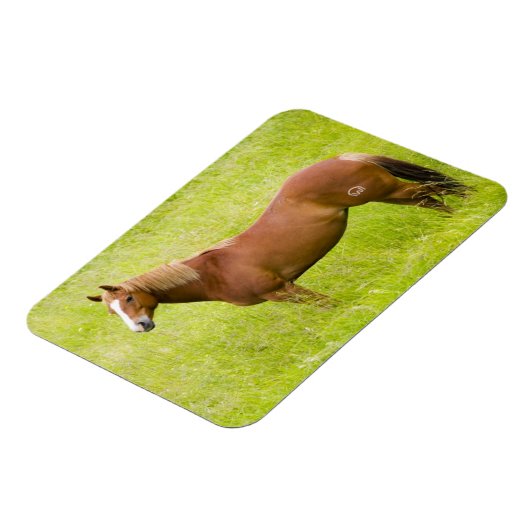 Paarden in voorjaarsveld magneet (Linkerzijde)