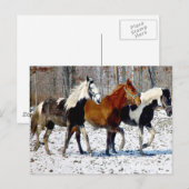 Paarden in wintersneeuw briefkaart (Voorkant / Achterkant)