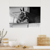 Paarden in zwart-wit,  fotografie poster (Keuken)