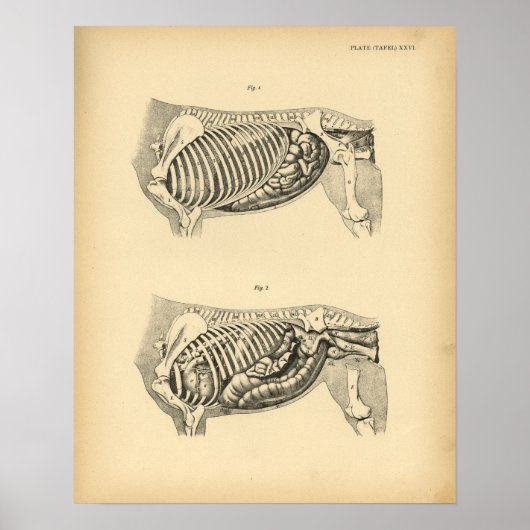 Paarden Interne anatomie 1908 afdrukken Poster (Voorkant)