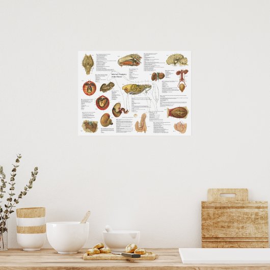 Paarden Interne anatomie Grafiek 18 x 24 inch Poster (Keuken)
