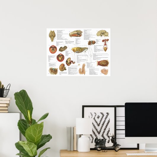 Paarden Interne anatomie Grafiek 18 x 24 inch Poster (Thuiskantoor)