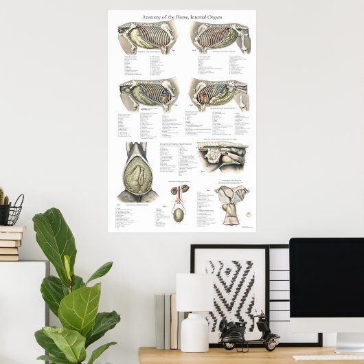 Paarden Interne anatomiegrafiek Poster (Thuiskantoor)