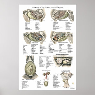Paarden Interne anatomiegrafiek Poster