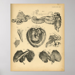 Paarden interne organen Anatomy 1908  afdrukken Poster