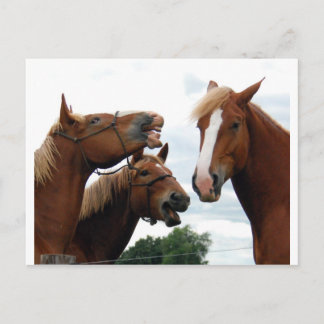 Paarden lachen briefkaart