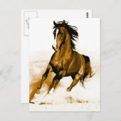 Paarden lopen briefkaart (Voorkant / Achterkant)