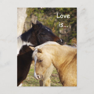 Paarden Love is Briefkaart
