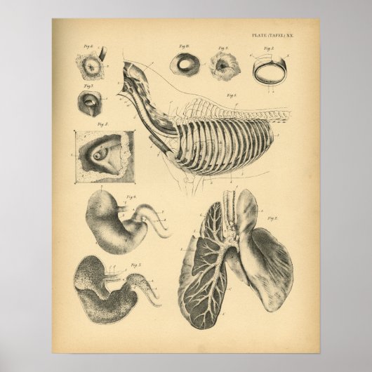 Paarden Lungs Chest Anatomy 1908  Print (Voorkant)