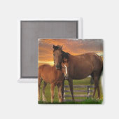 Paarden Magneet (Voorkant / Achterkant)