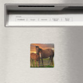 Paarden Magneet (Insitu (Vaatwasser))