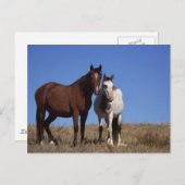 Paarden met achtergrond Sky Briefkaart (Voorkant / Achterkant)