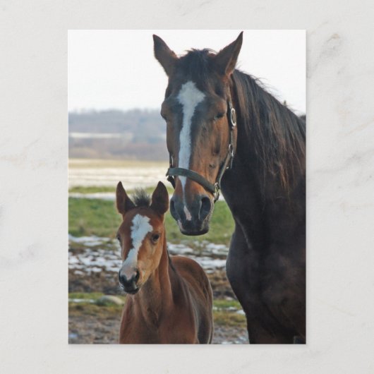 Paarden met briefkaart van de foel (Voorkant)