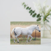 Paarden met een hek briefkaart (Staand voorkant)