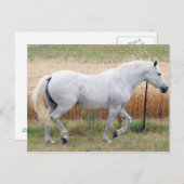 Paarden met een hek briefkaart (Voorkant / Achterkant)