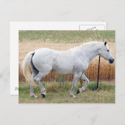 Paarden met een hek briefkaart (Voorkant / Achterkant)
