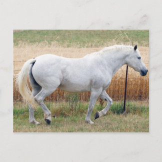 Paarden met een hek briefkaart