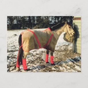 Paarden met geblankets in de winter briefkaart