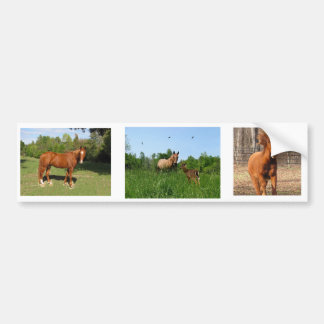 Paarden - Mooie paarden Bumpersticker