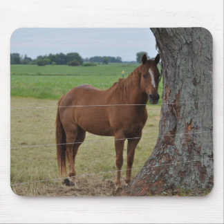 Paarden Muismat