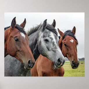 Paarden naast elkaar, hoofd en borst, bays, grijs poster