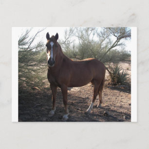 Paarden nabij snelweg 89 briefkaart