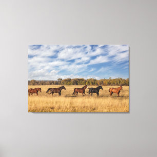 Paarden net buiten Grand Teton National Park Canvas Afdruk