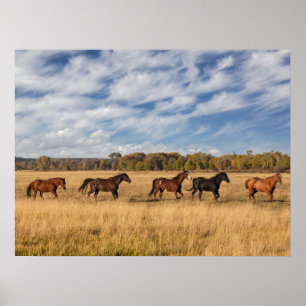 Paarden net buiten het nationale park Grand Teton Poster