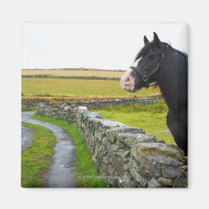 Paarden op boerderij op het platteland in Engeland Magneet